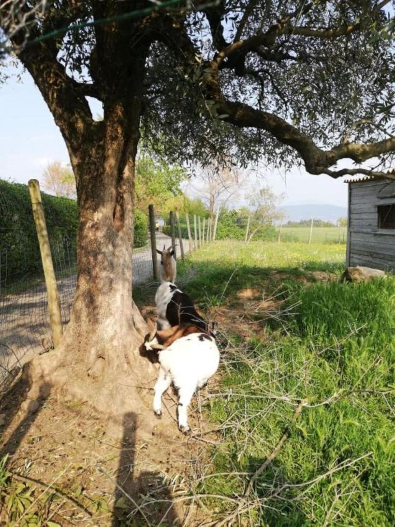 Dolce Lago B&B San Felice del Benaco Ngoại thất bức ảnh